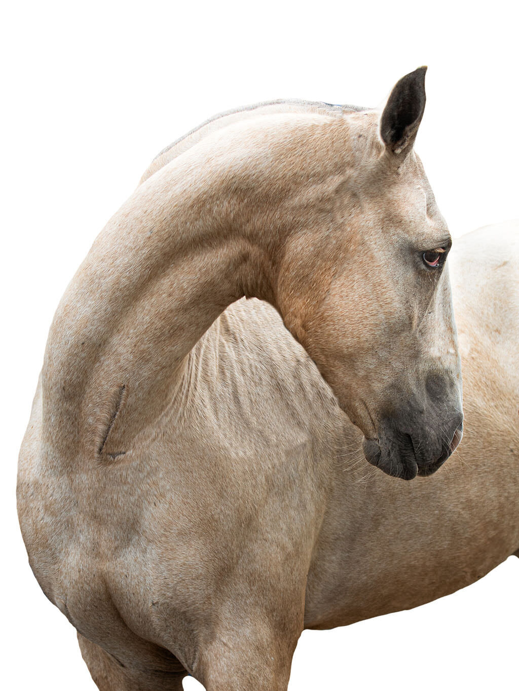 20230709_kya-photography-equestrian-photographer_0030