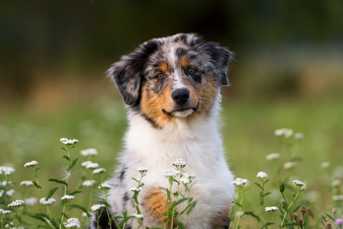 Australian-Shepherd-Welpenbilder-professionelle-Hundefotografie-Hessen