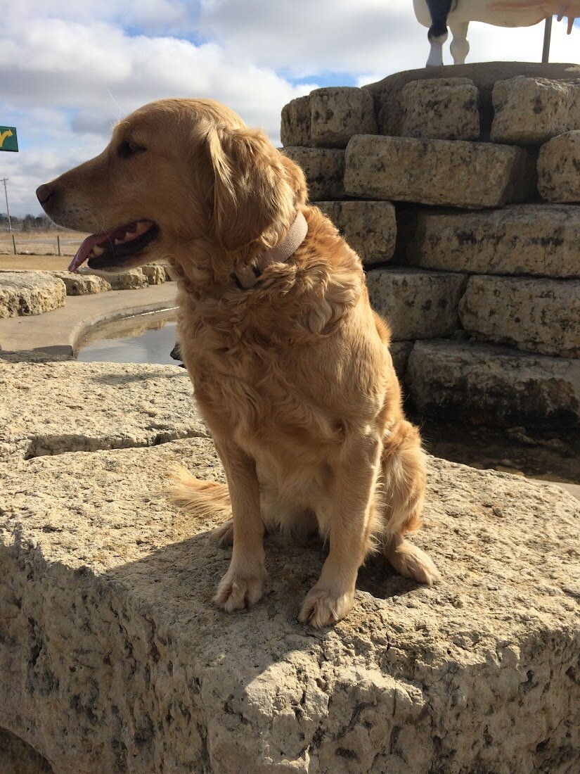 Appelgate-Golden-Retriever-Puppies-Molly-7