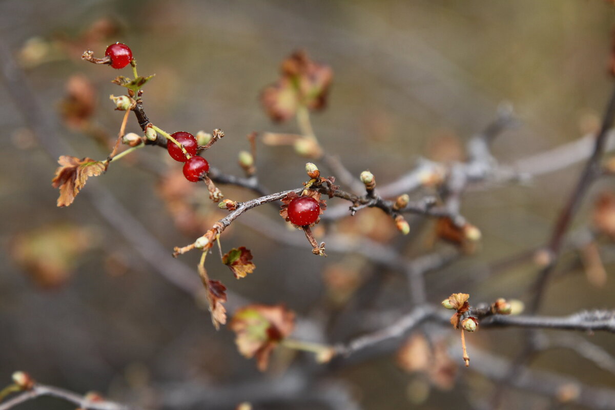 11 - Gooseberries - LES