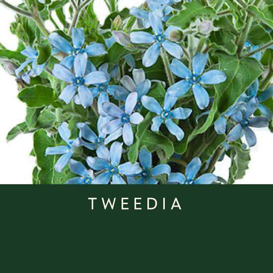 Tweedia