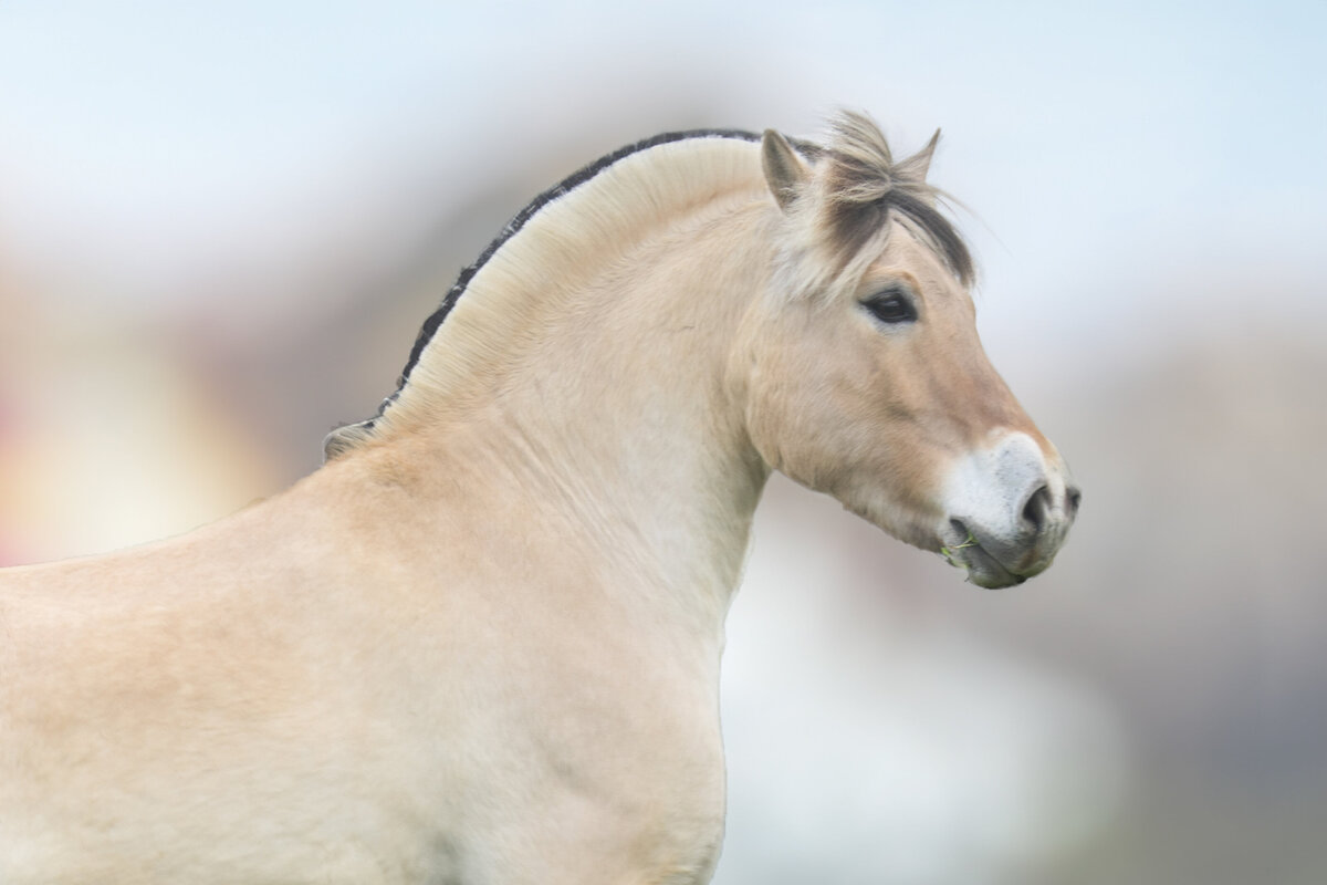 Equestrian Wall Portraits-18