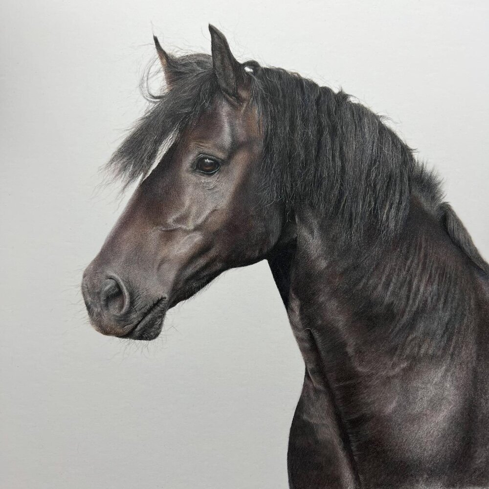 Dark-Horse---Coloured-Pencil-Pet-Portrait---Bonny-Snowdon-Fine-Art