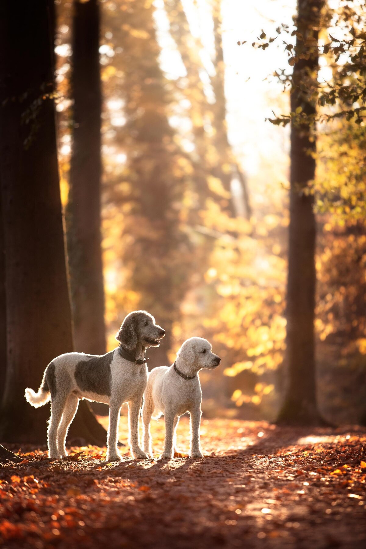 Hondenfotografie-in-de-natuur---ByMarita-Fotografie-08