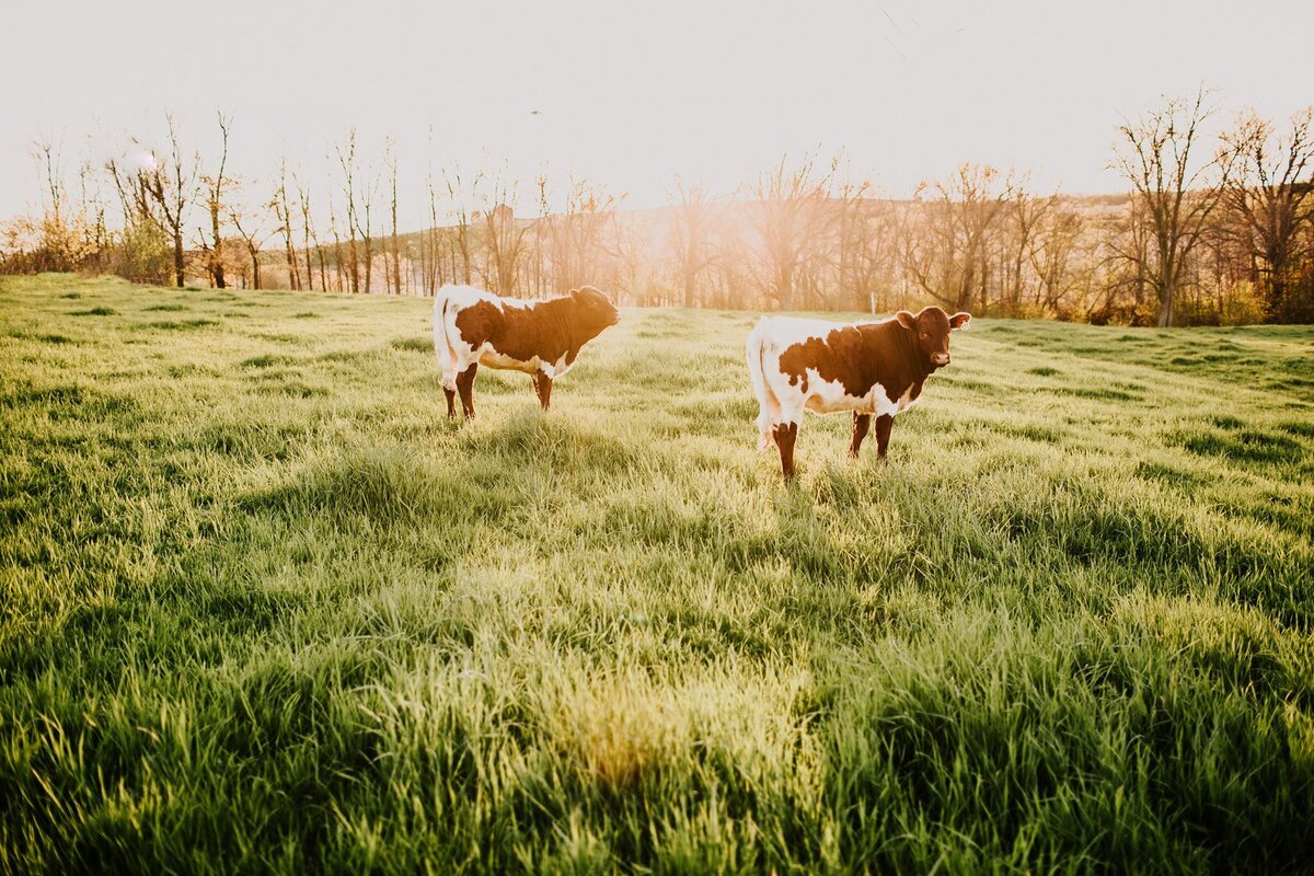 cows2