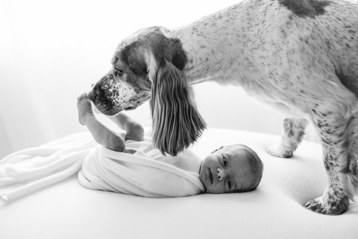 Newborn baby gets his toes sniffed by a dog guring a newborn photoshoot