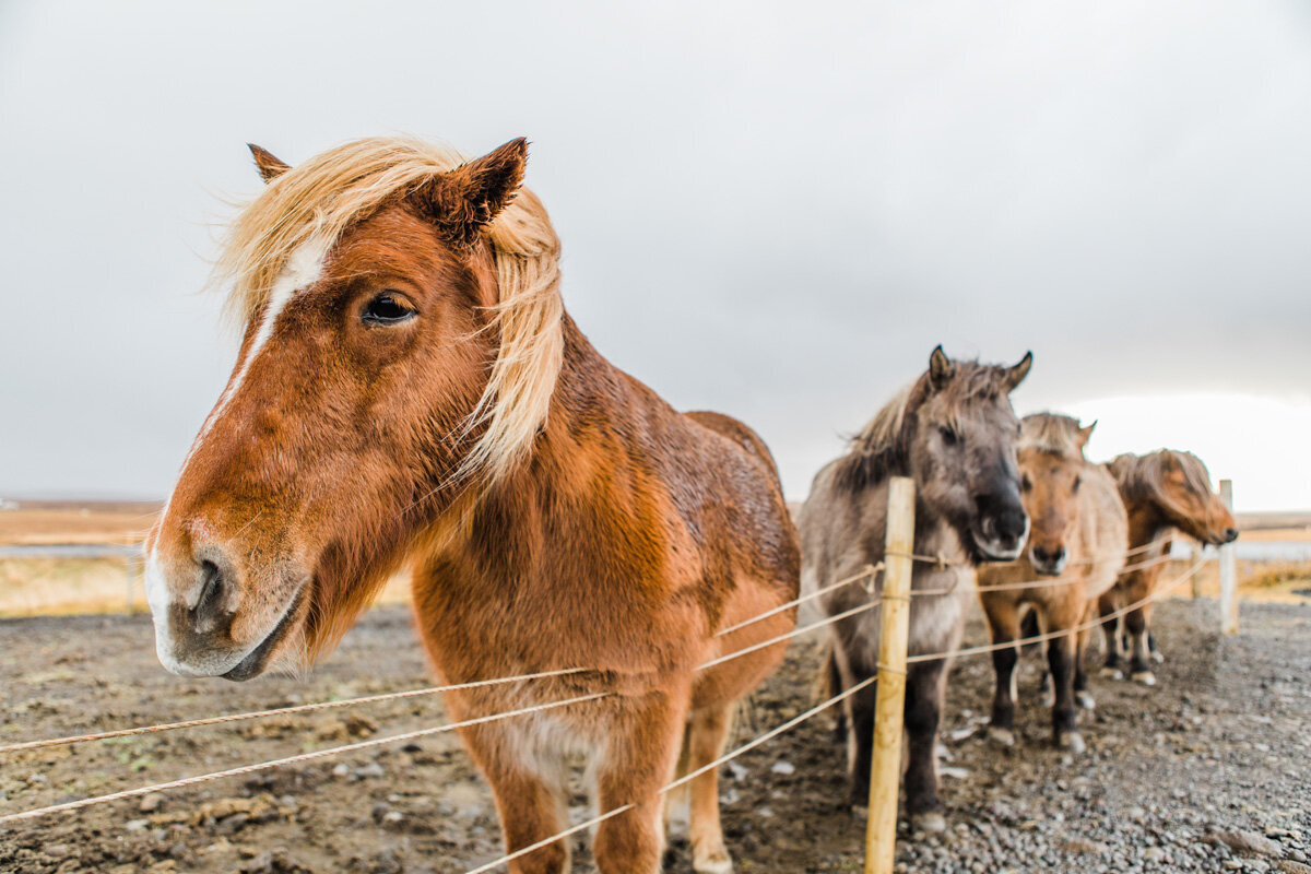 Travel Photography - Icelandic Horses