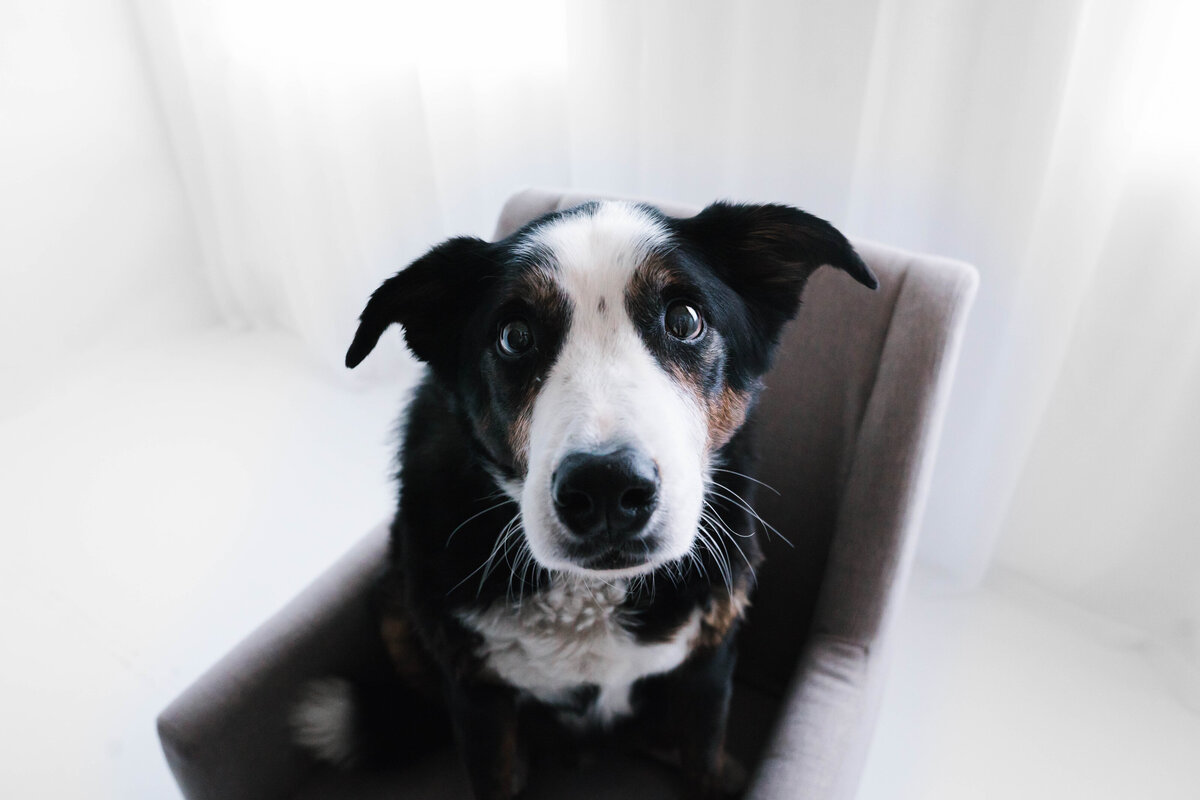 Pet Photographer Grand Junction -  151