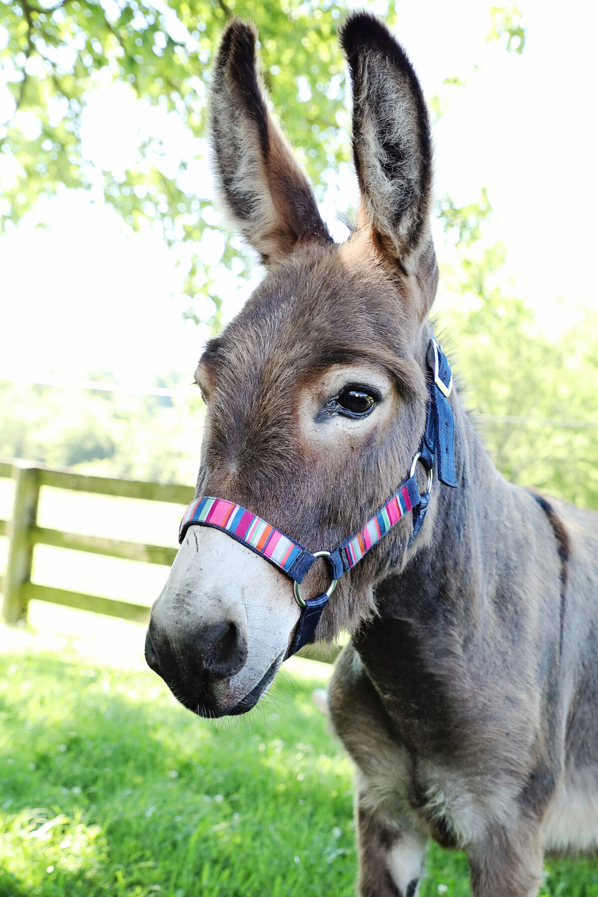Eeyore 04