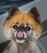 lilla-bordas-portraits-tampa-DOG-photographer1461_1