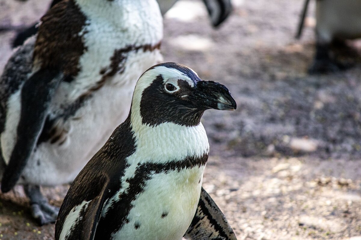 penguin-281fb27a-2500