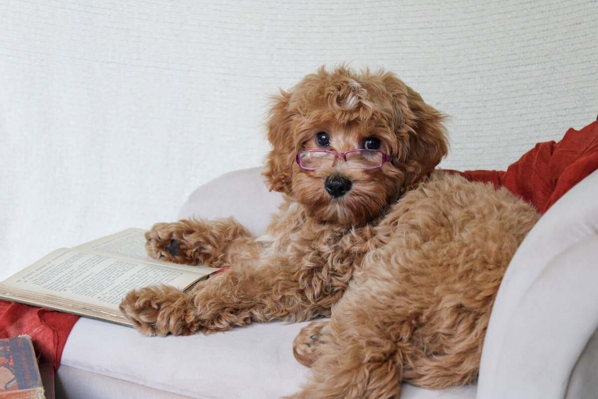 Maltipoo puppy in child's arms
