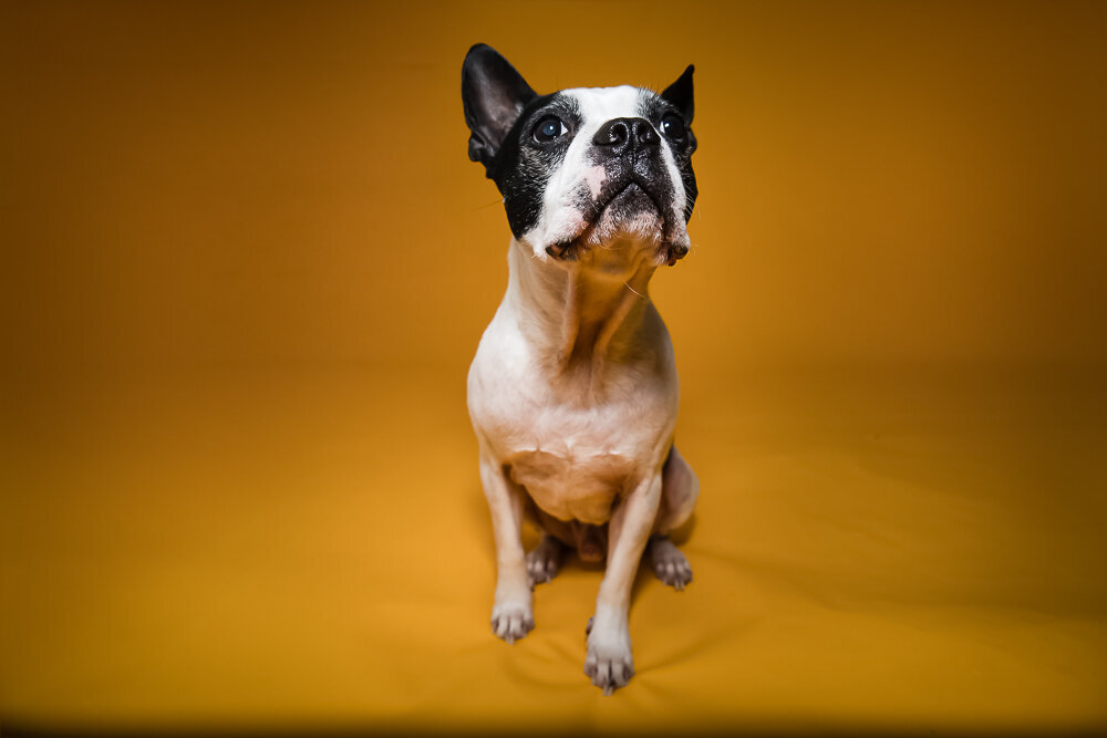 dallas-fortworth-pet-photography-Tyrion-4