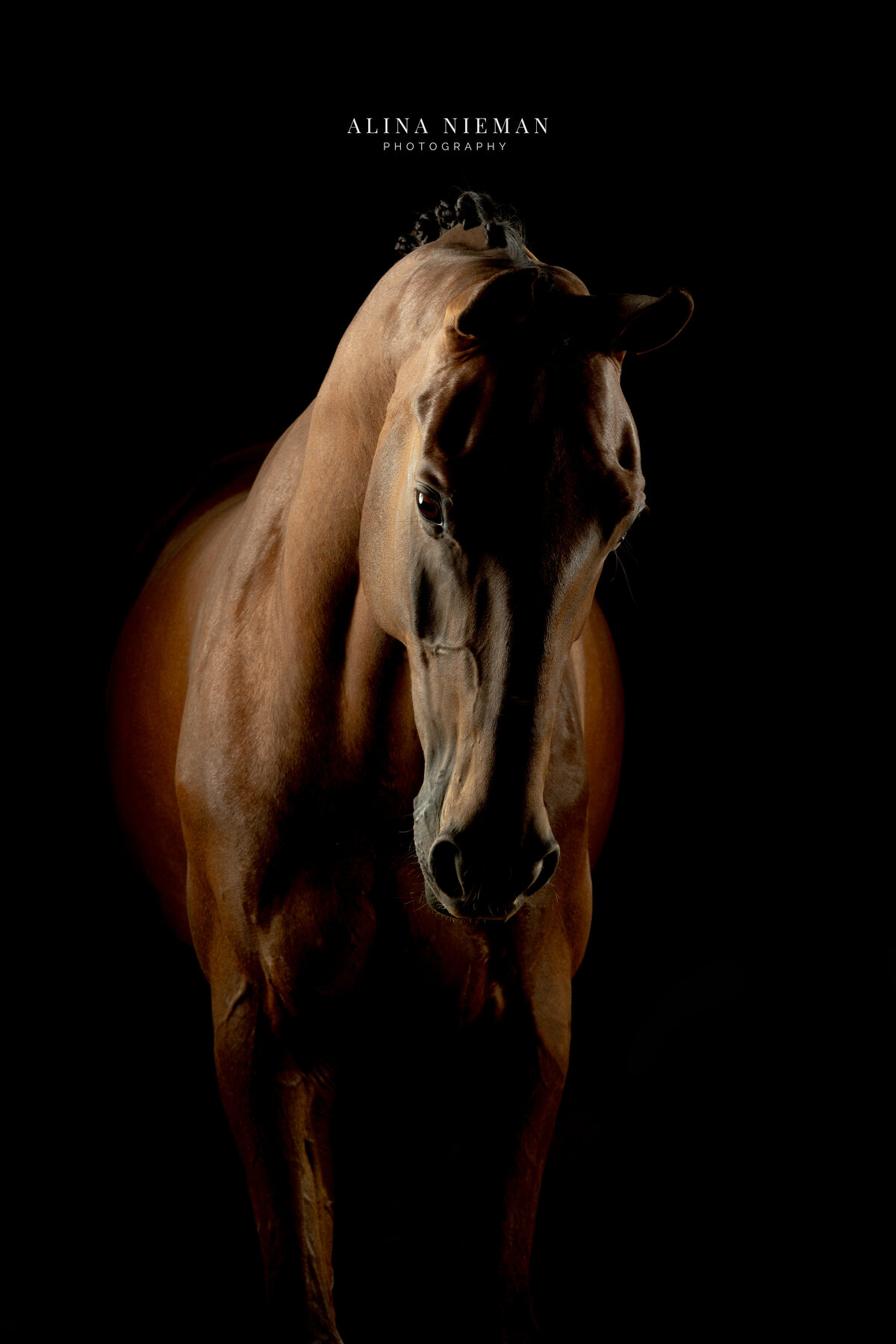 Esthetische waarde | Fine-art | Studio | Kunst licht | Paarden fotograaf in Noord-Nederland