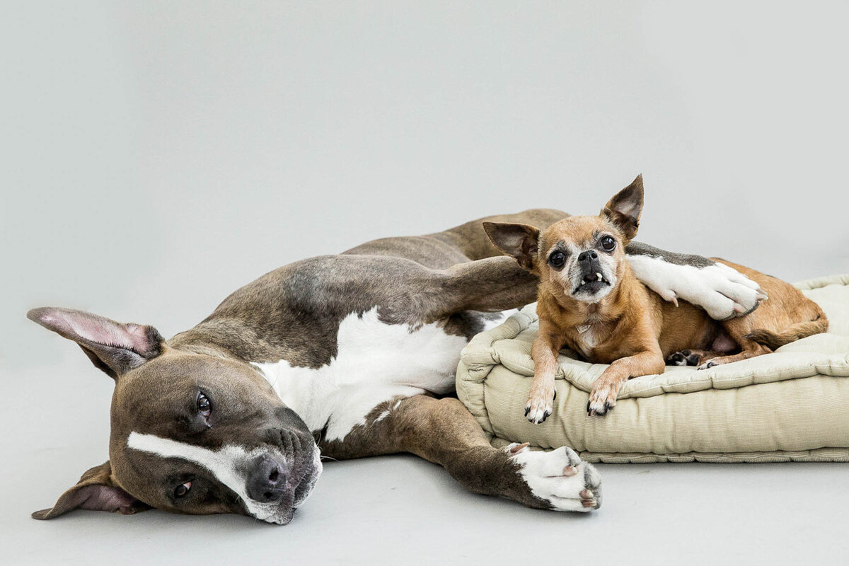 San Francisco pet photography