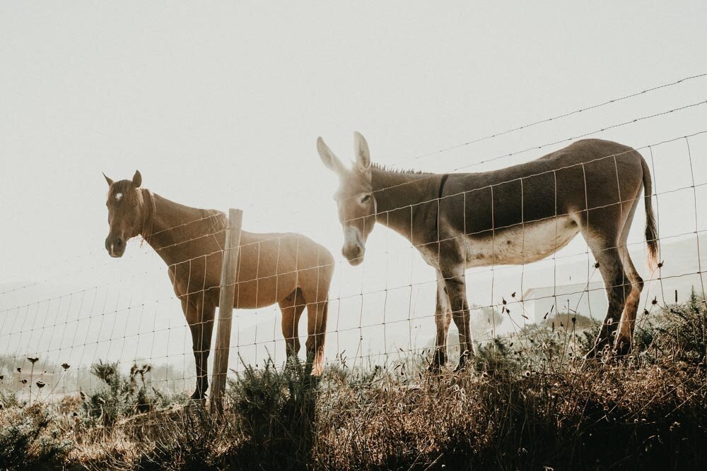 Horse & Donkey