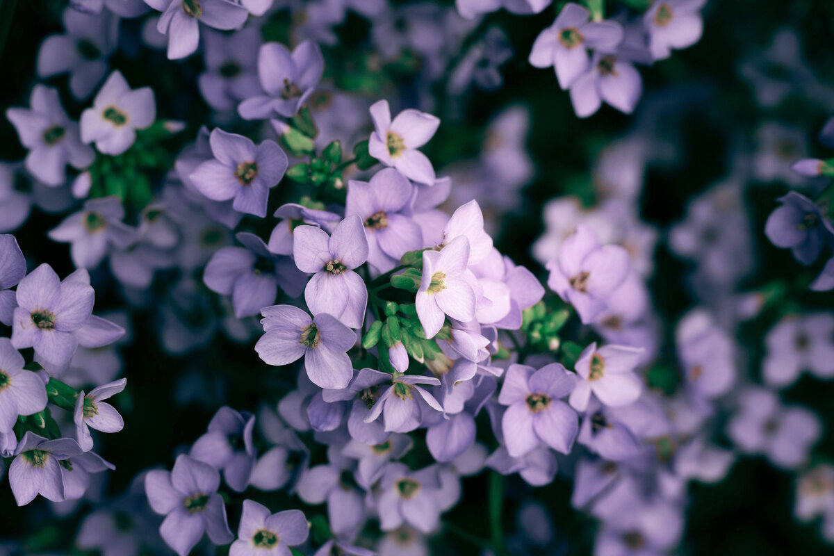 Décor de fleurs violettes mêlées au feuillage vert.