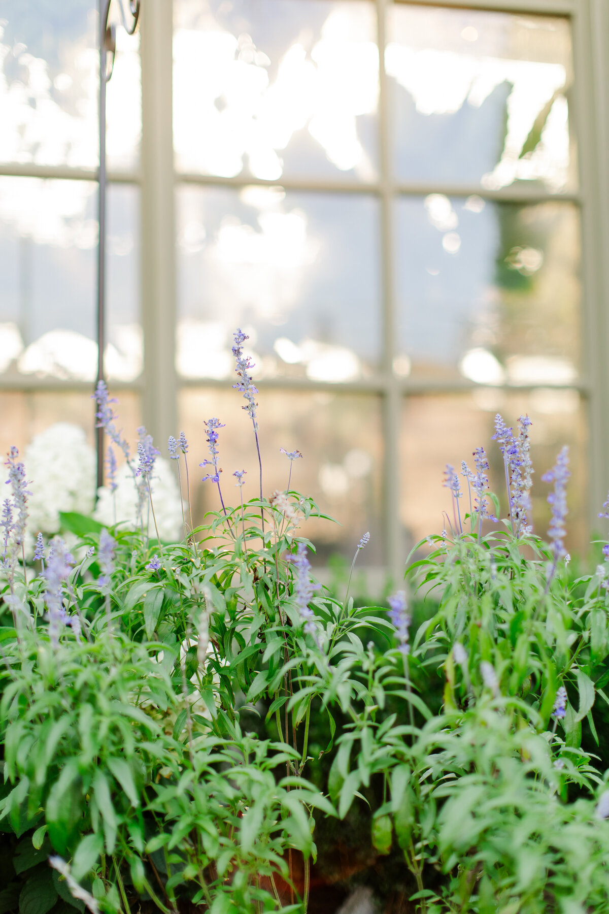 Lavender plants