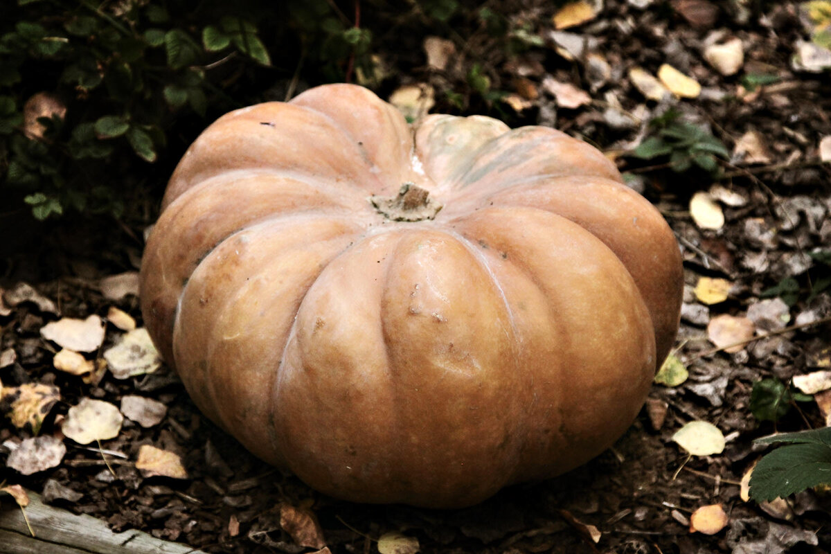 6 - Fairytale 4 - LES