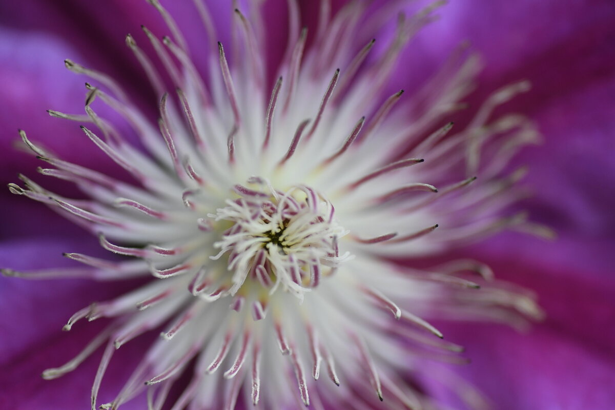May garden - 172
