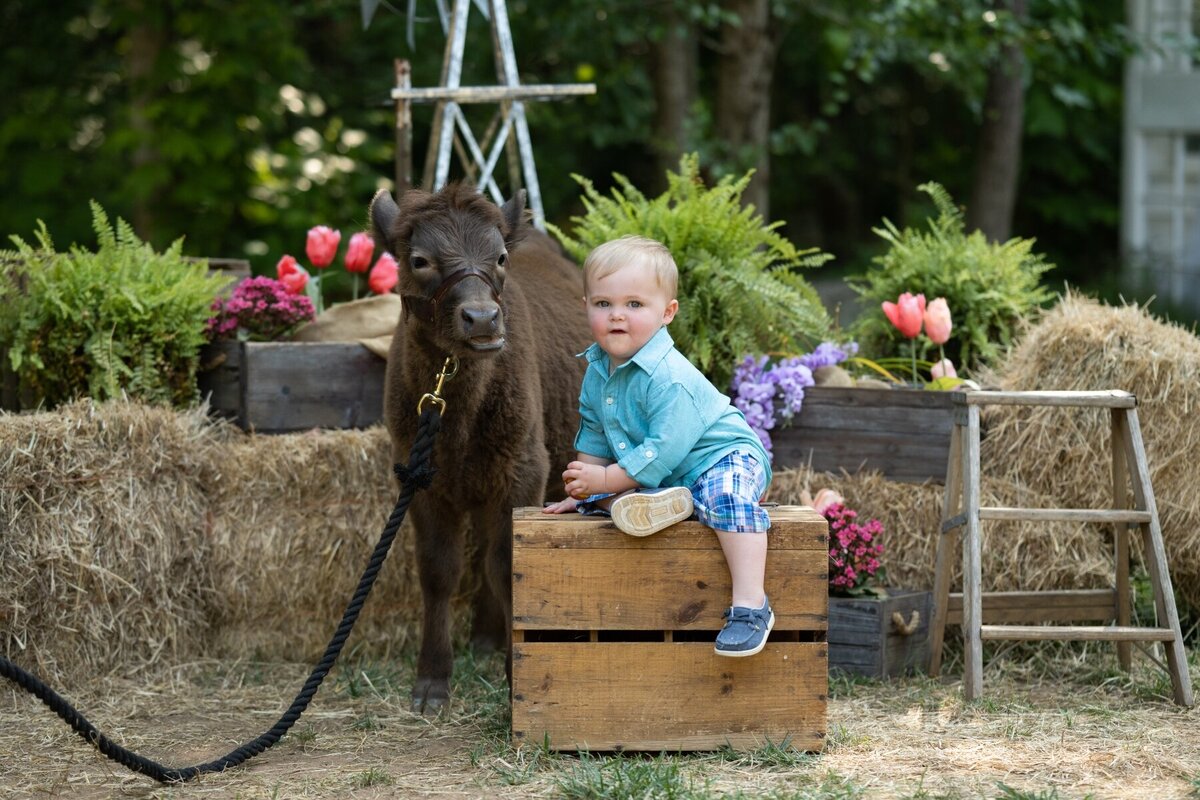 Chance_babycow-5855-2jcollins