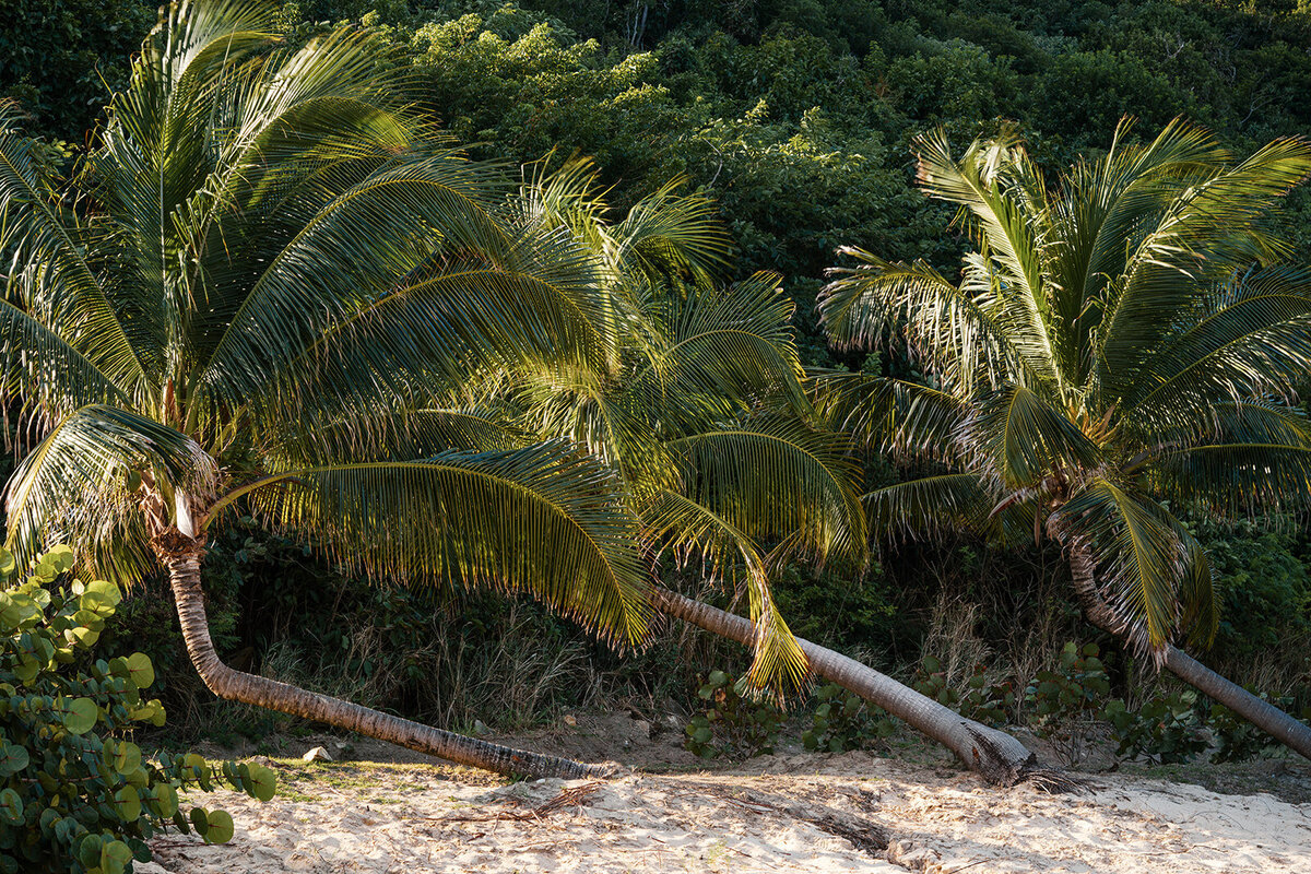 Peter Island-605