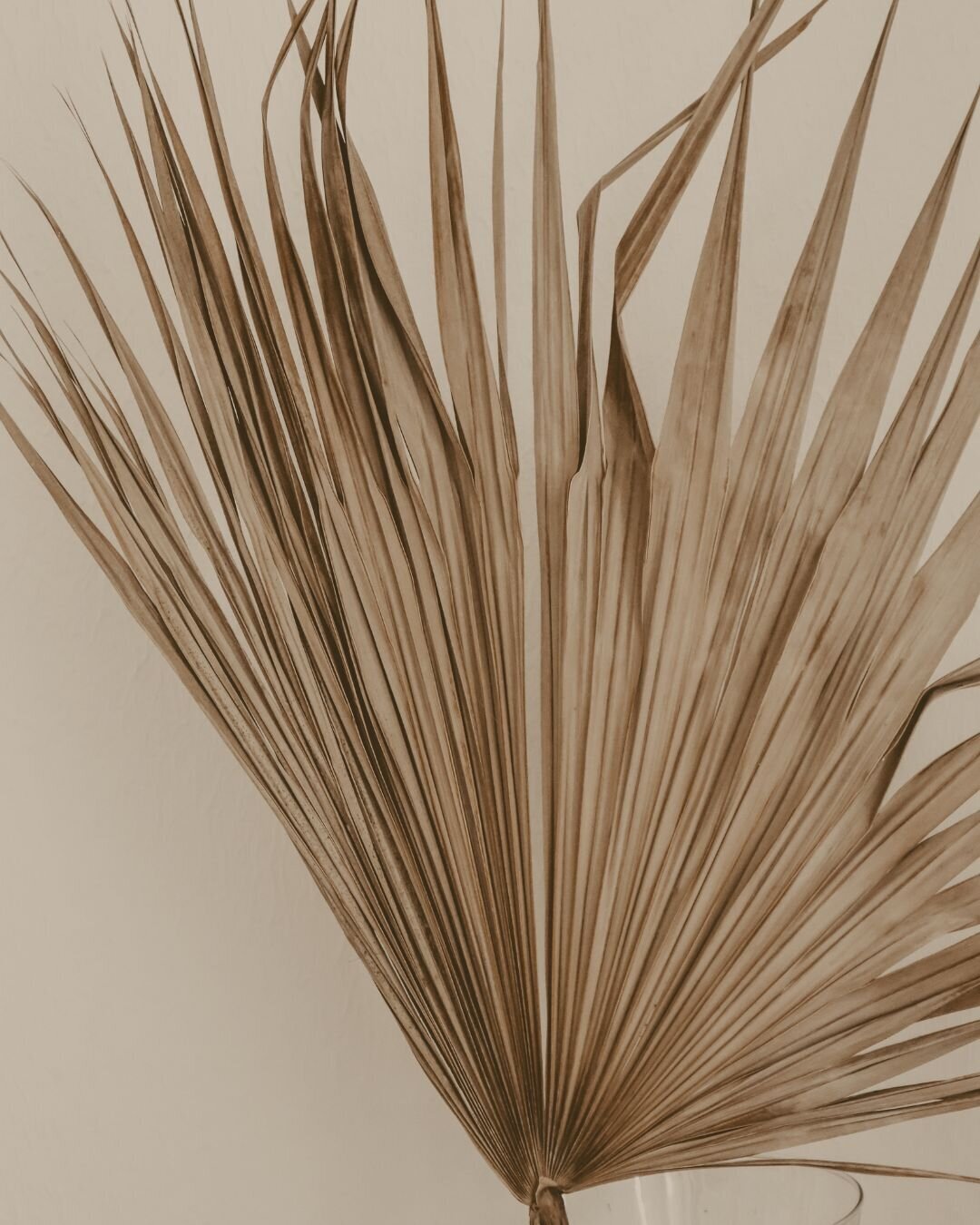 Palm