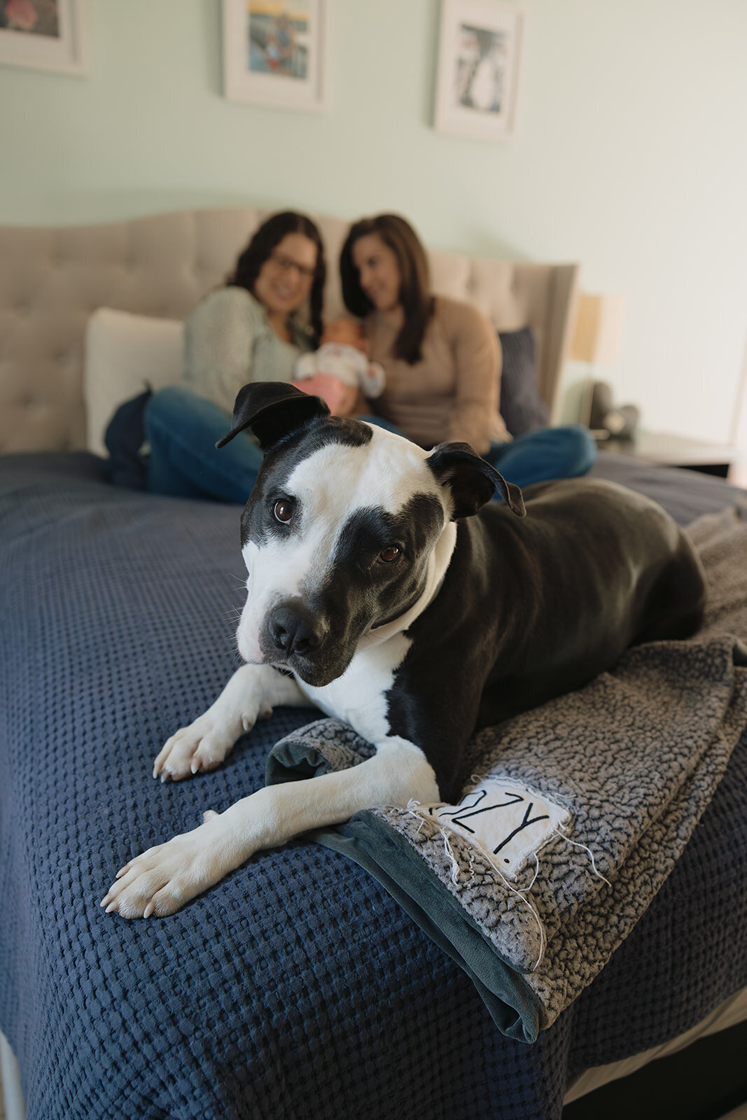 dog with family posing on bed during newborn photoshoot with RVA newborn photographer