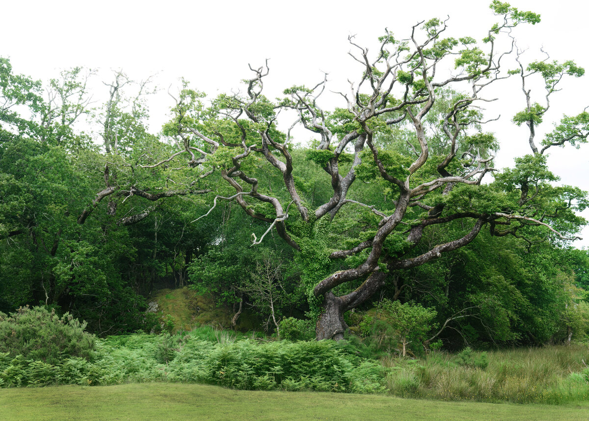 IrelandTrees-DeNoiseAI-low-light