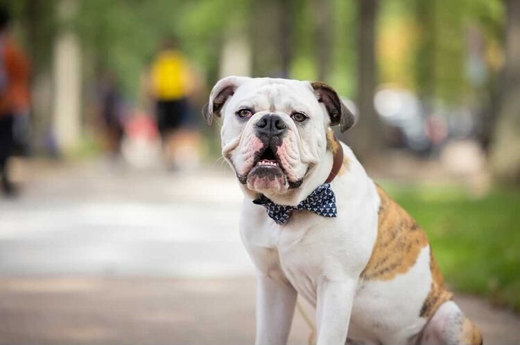 yale-mascot-handsome-dan-custom-bowtie-valentino-tailors-21