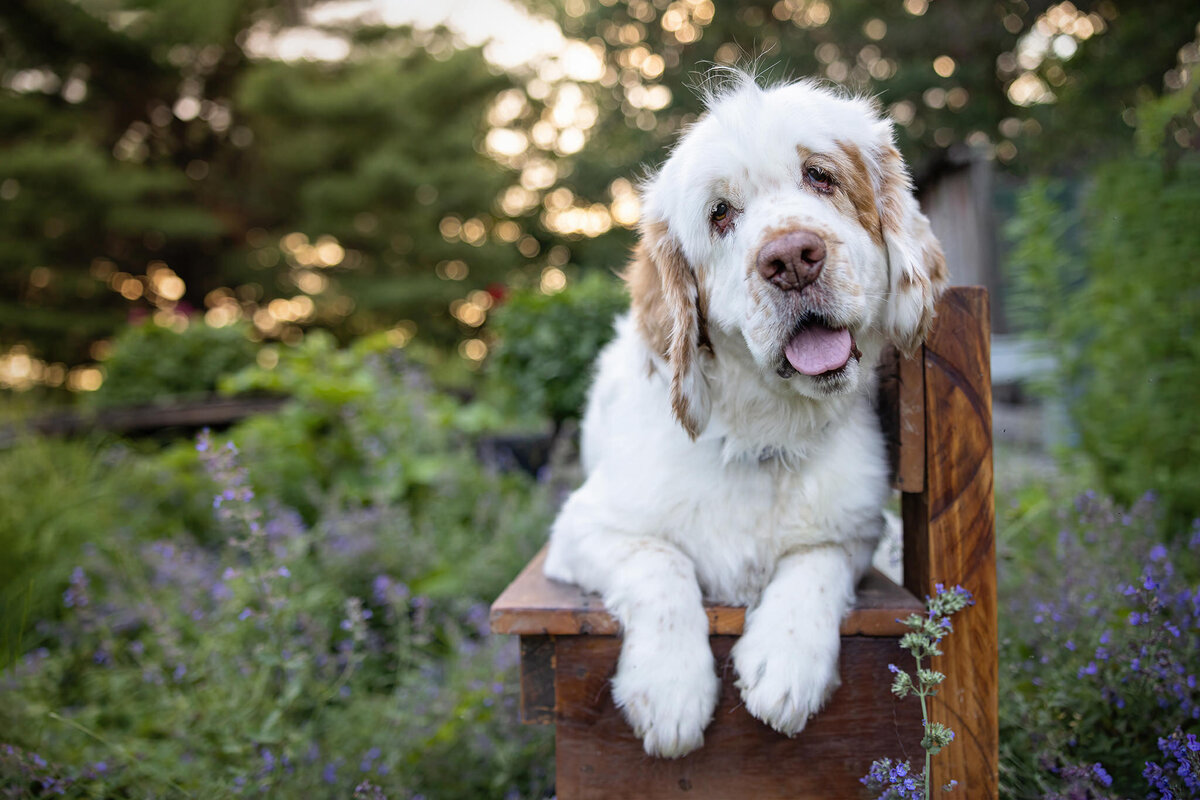 spaniel dog on a bench