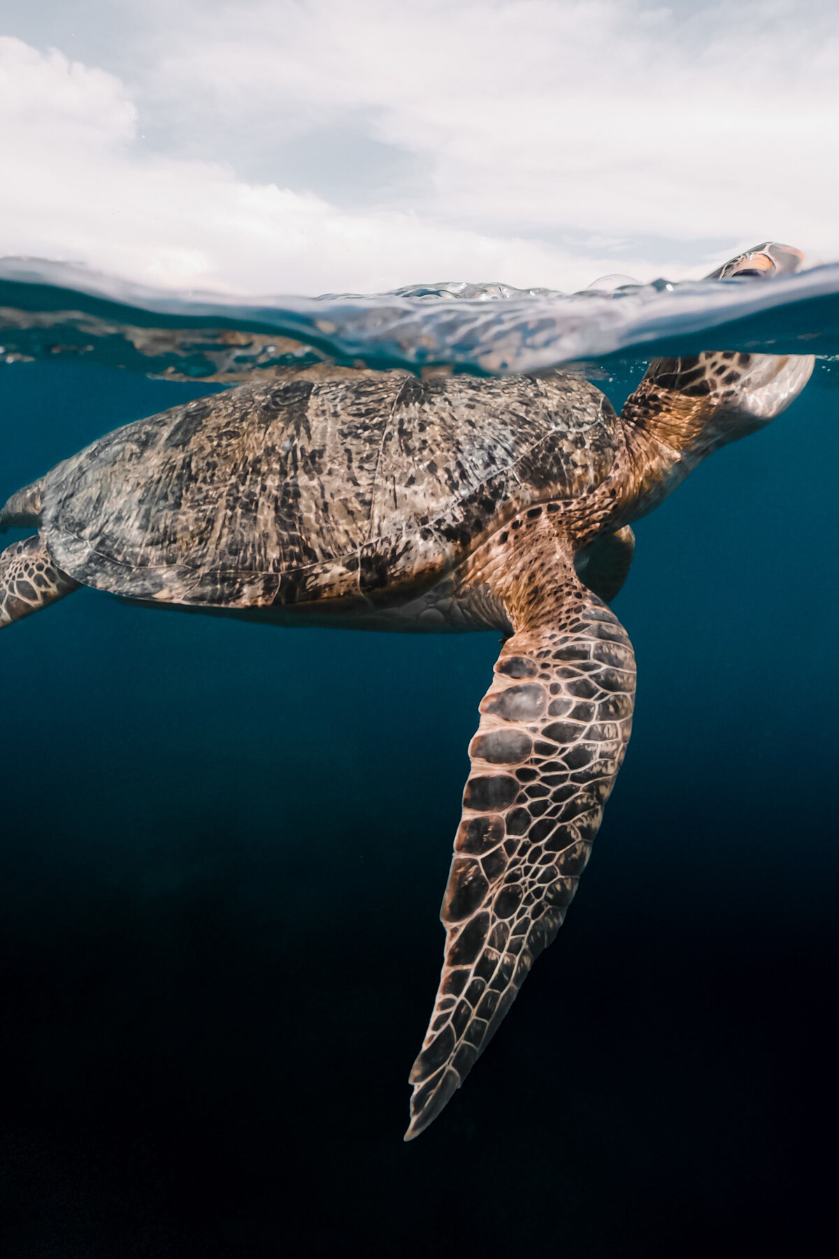 sealife_04b