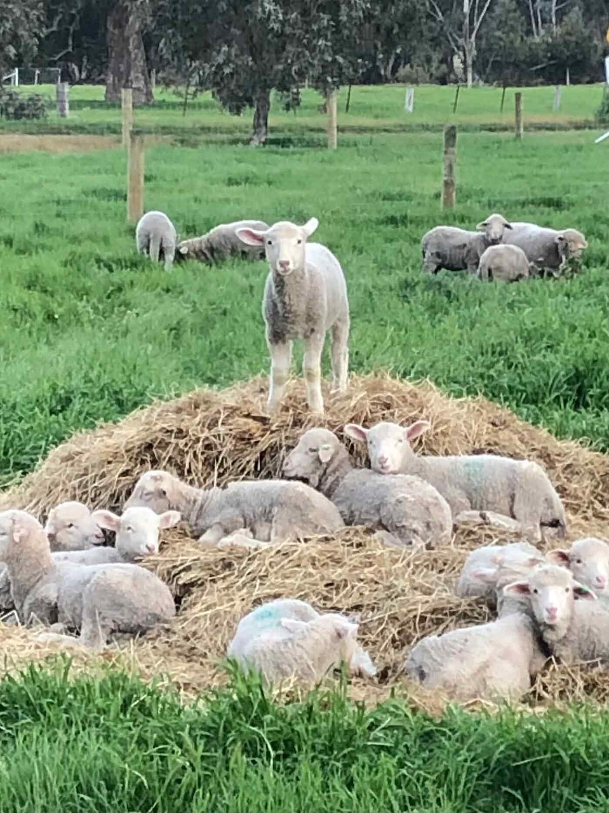 Finest Quality wool