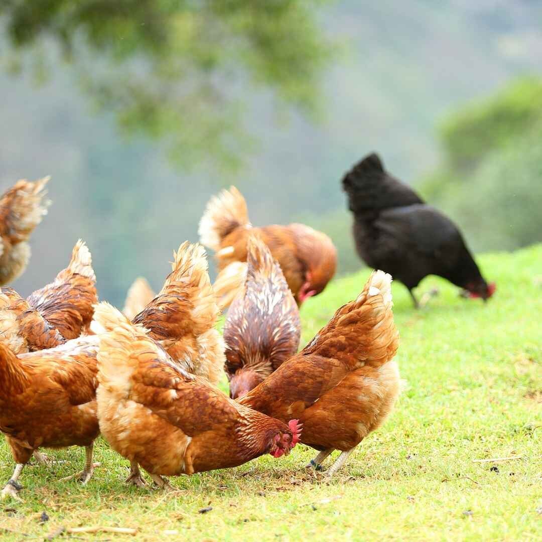 Gianna DEV template - chickens