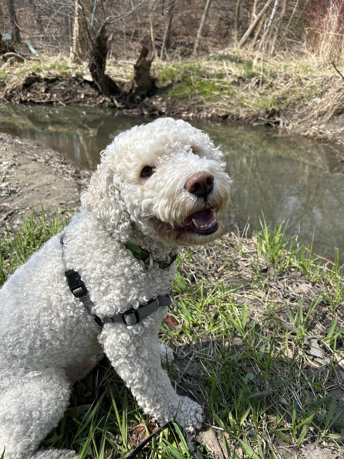 HamiltonToronto-PetSitting-008