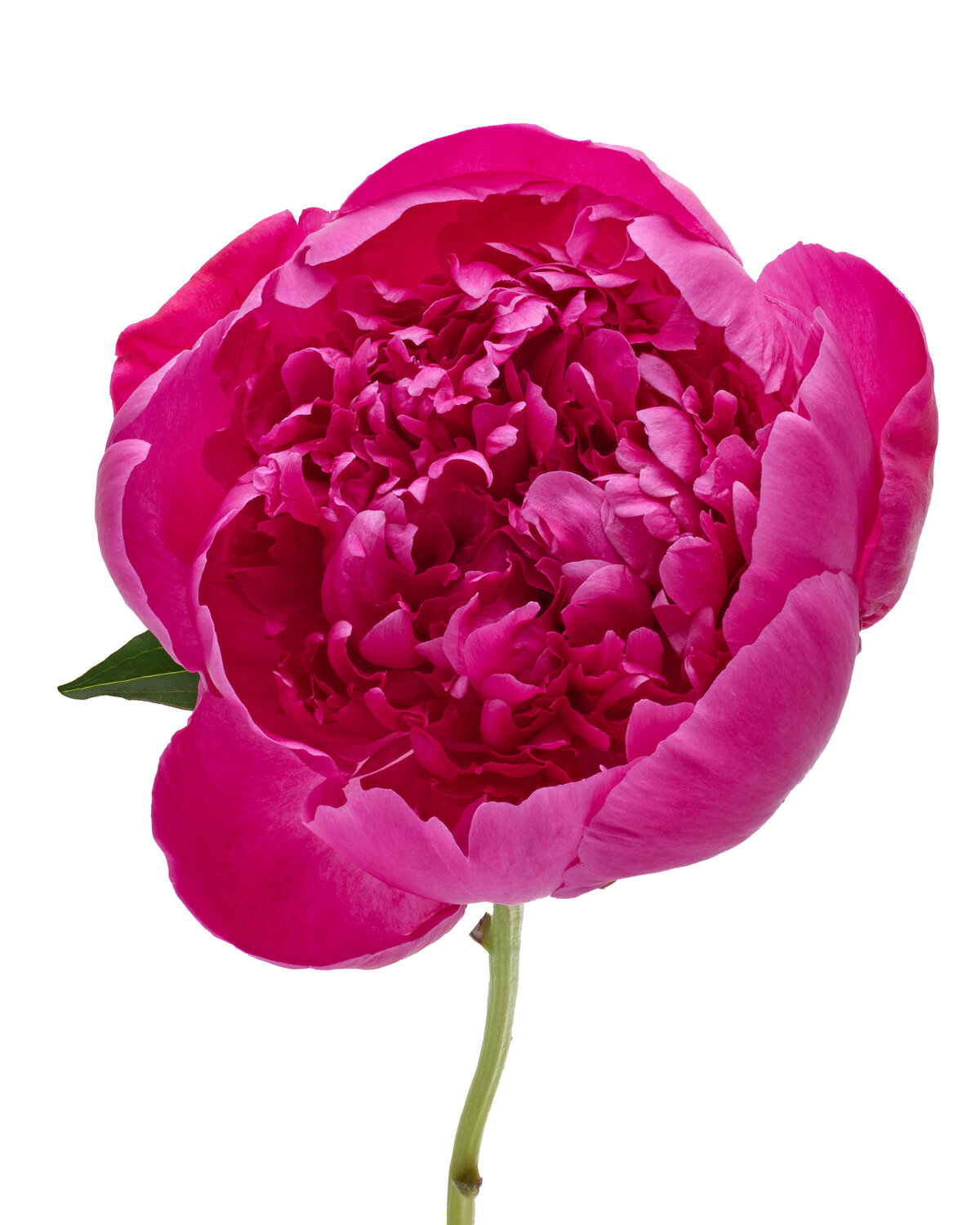 IMPERIAL PEONY - 2023-03-11 08-42-18 (B,R1,S1) RESIZED