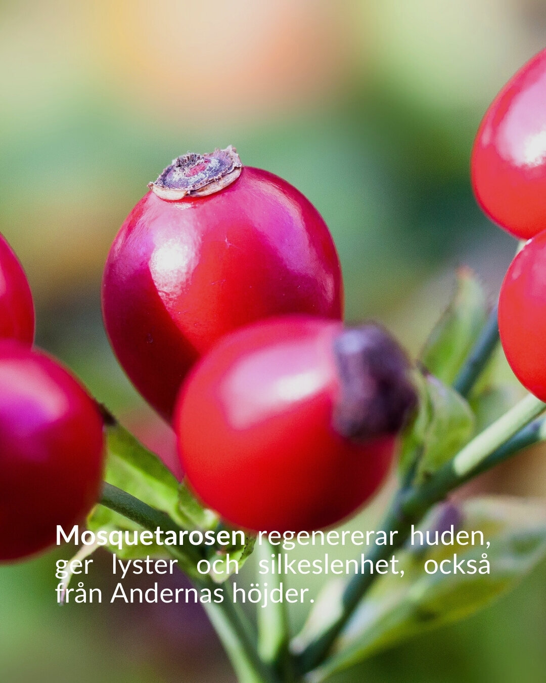 Den Svarta Baccara-rosen, symboliserar varaktig passion. Dess sammetslena svarta kronblad ger skydd och mjukhet. (12)