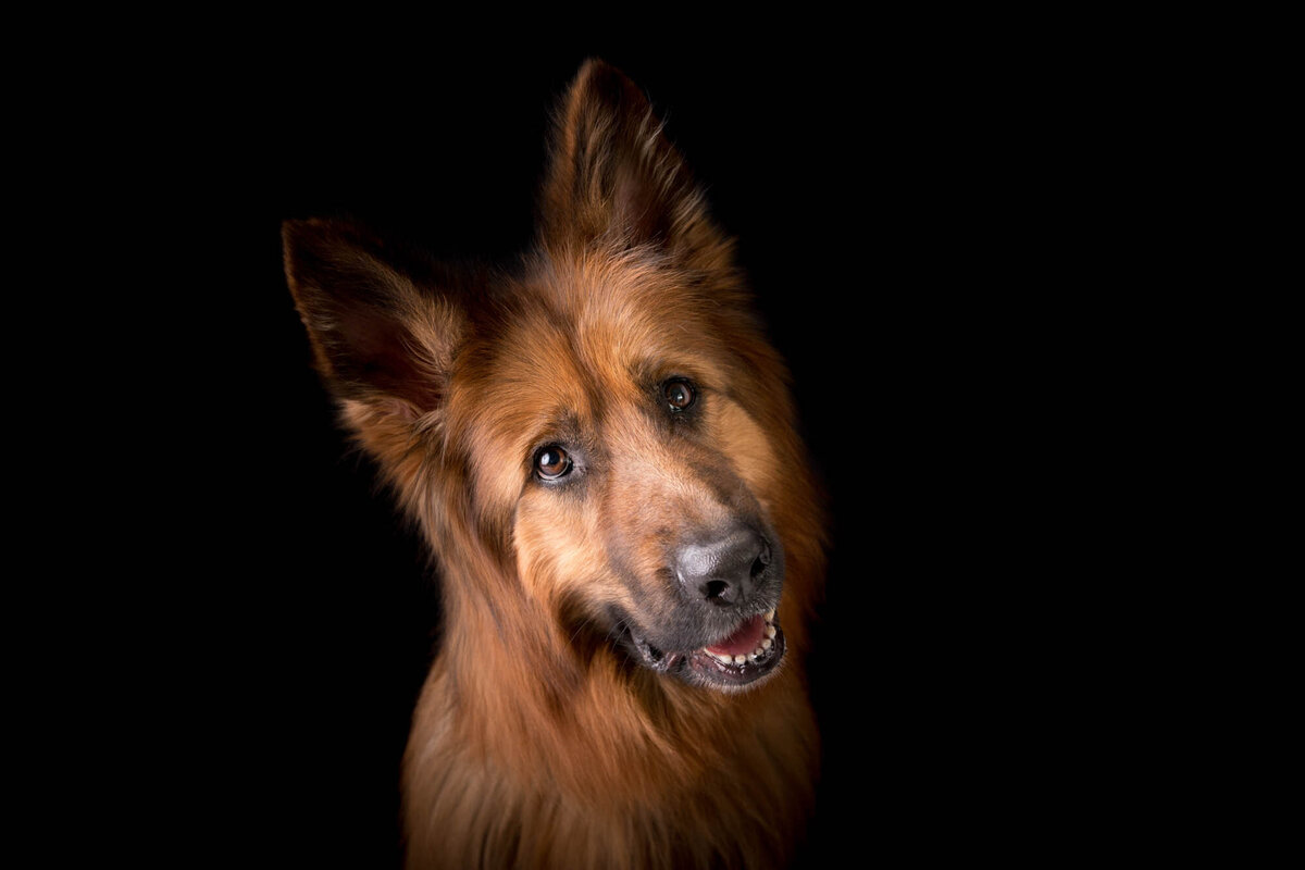 Pet Photographer Grand Junction -  034