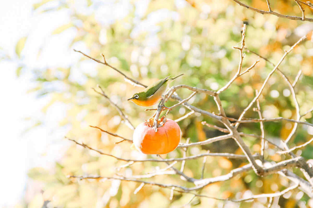 YukikaIshikawaPhotography30