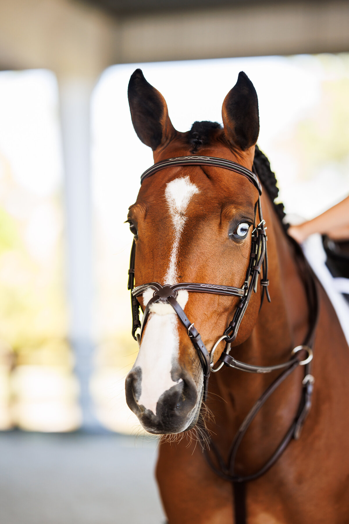 shires04