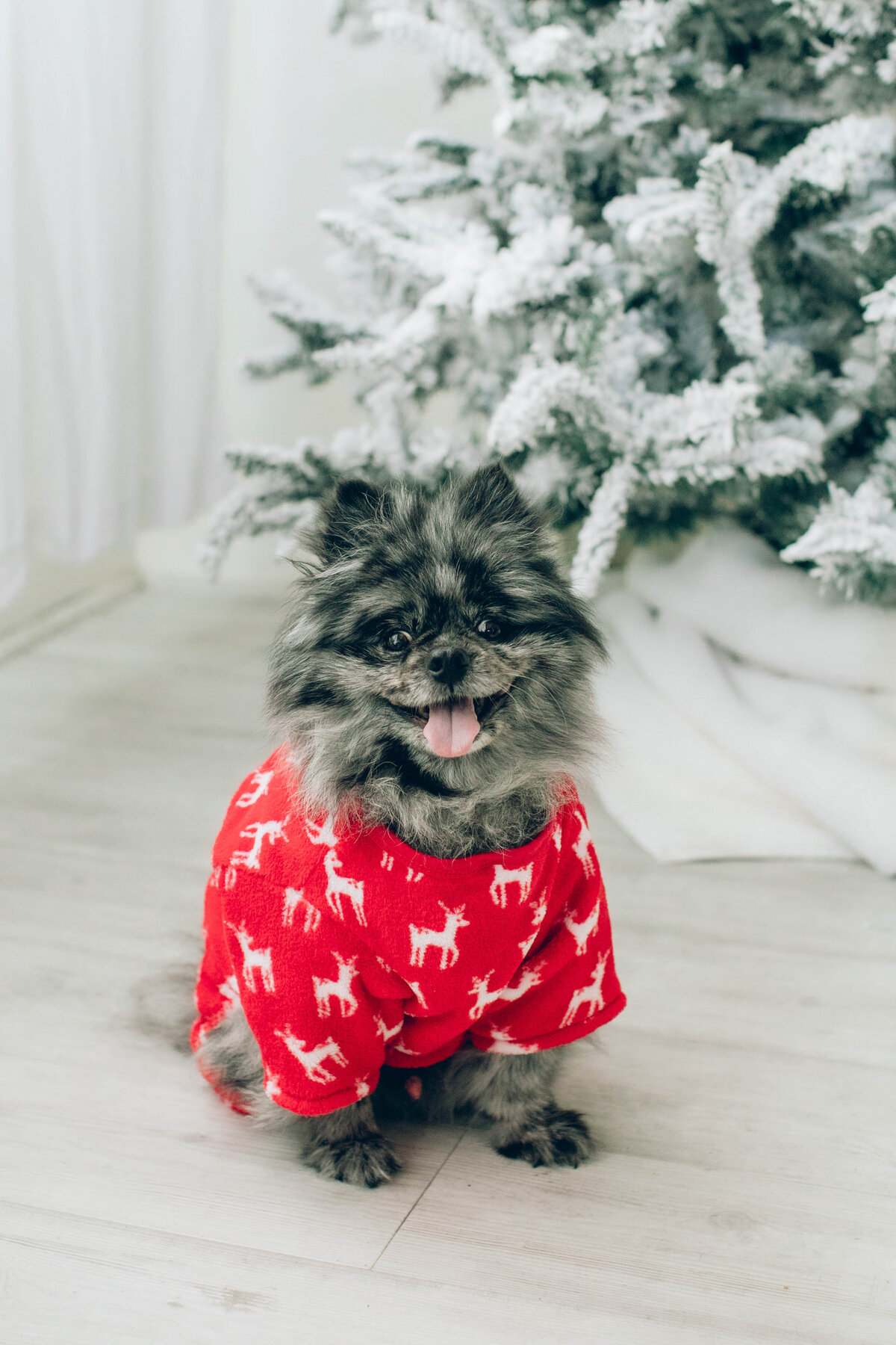portland-holiday-photos-studio-aniko-105