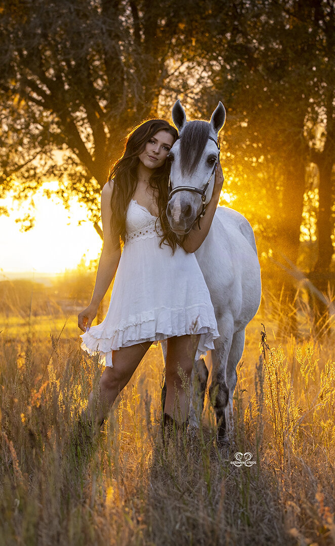 paso fino gelding