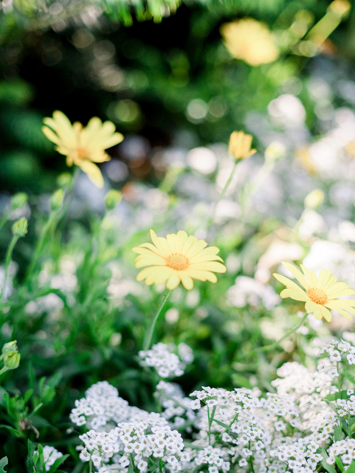CourtneyHansonPhotography-291-4548