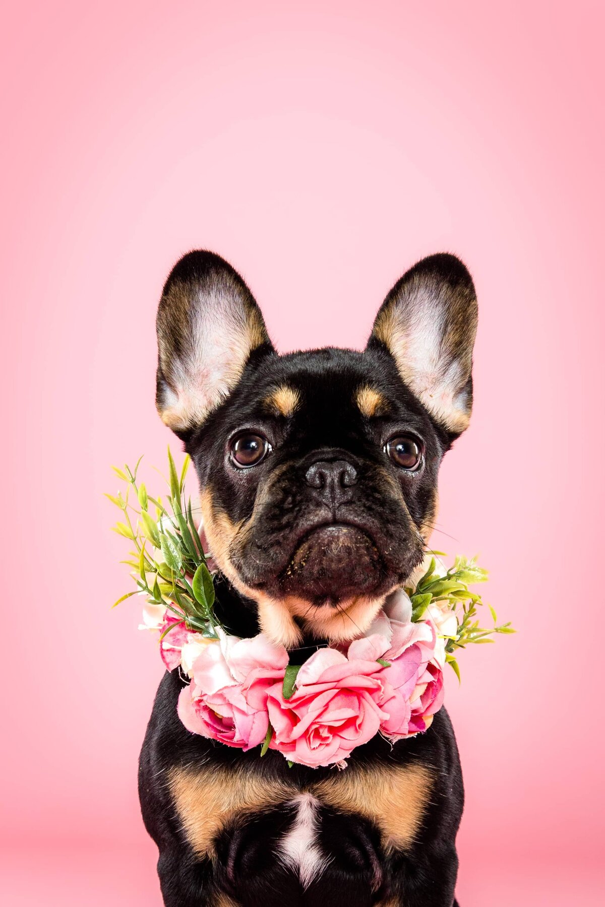 Portfolio - The Beloved Pup Photo Studio Alabama Dog Photographer 5