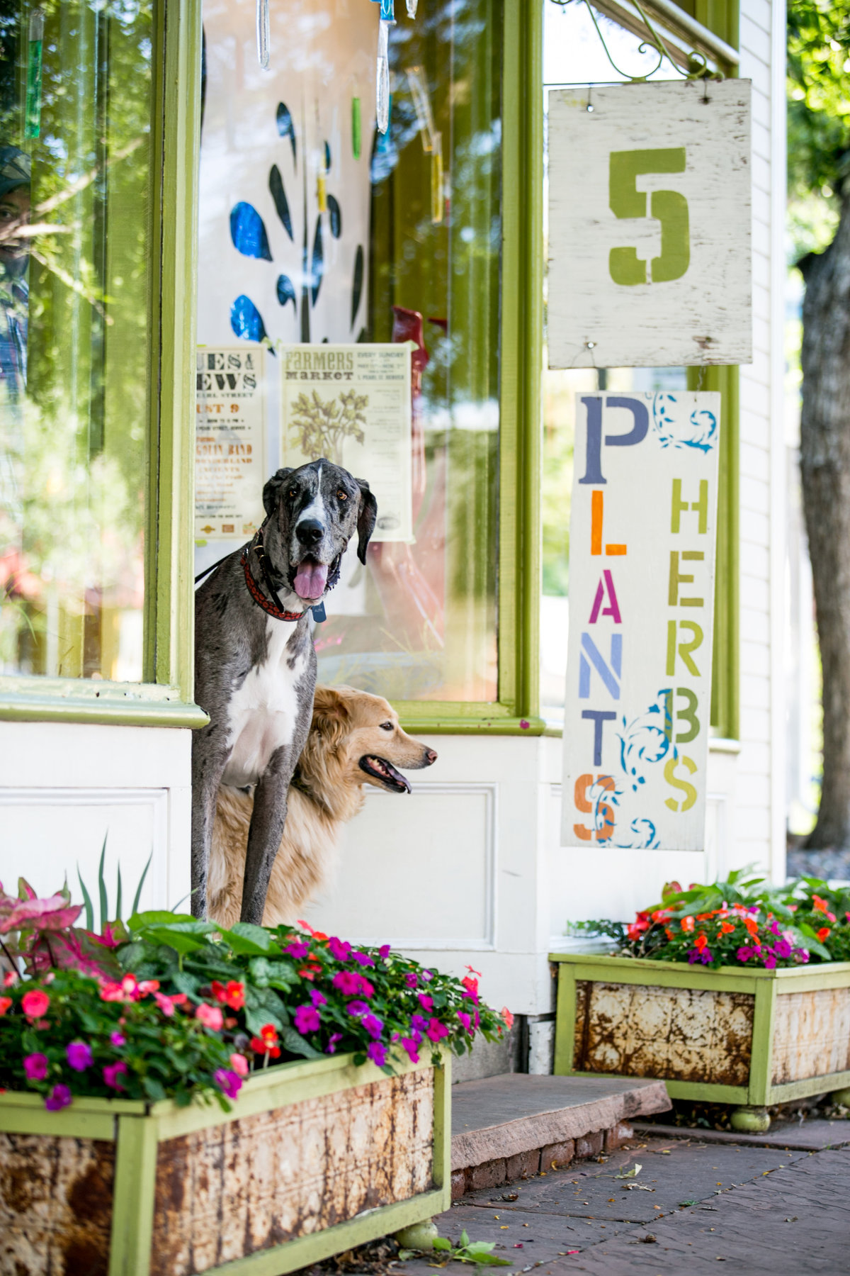 two dogs stand in front of an urban plant store