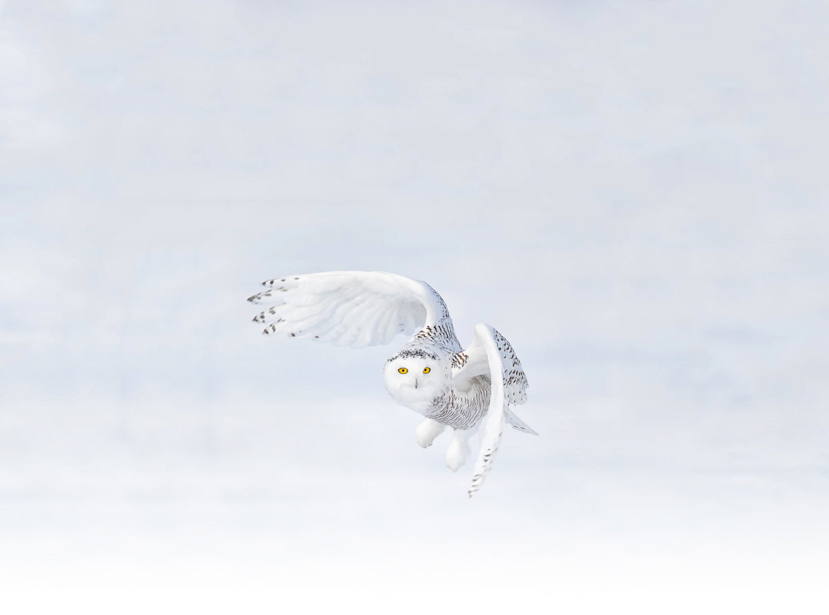 Navah-white-owl-mobile