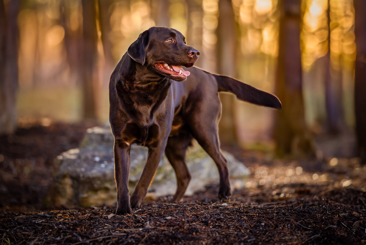chocolate lab walking around in the woods with gorgeous golden backlight