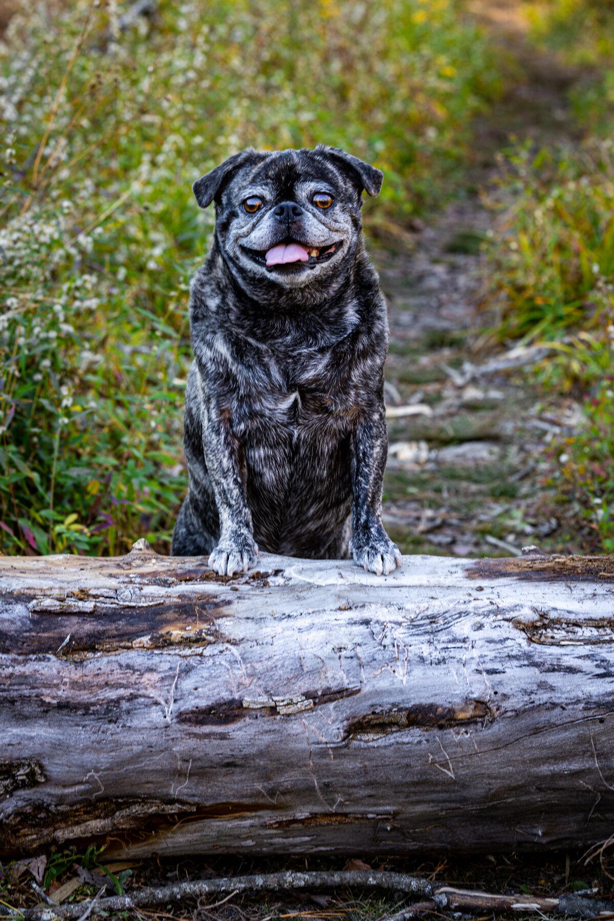 A brindle pug standing up on a log smiling.