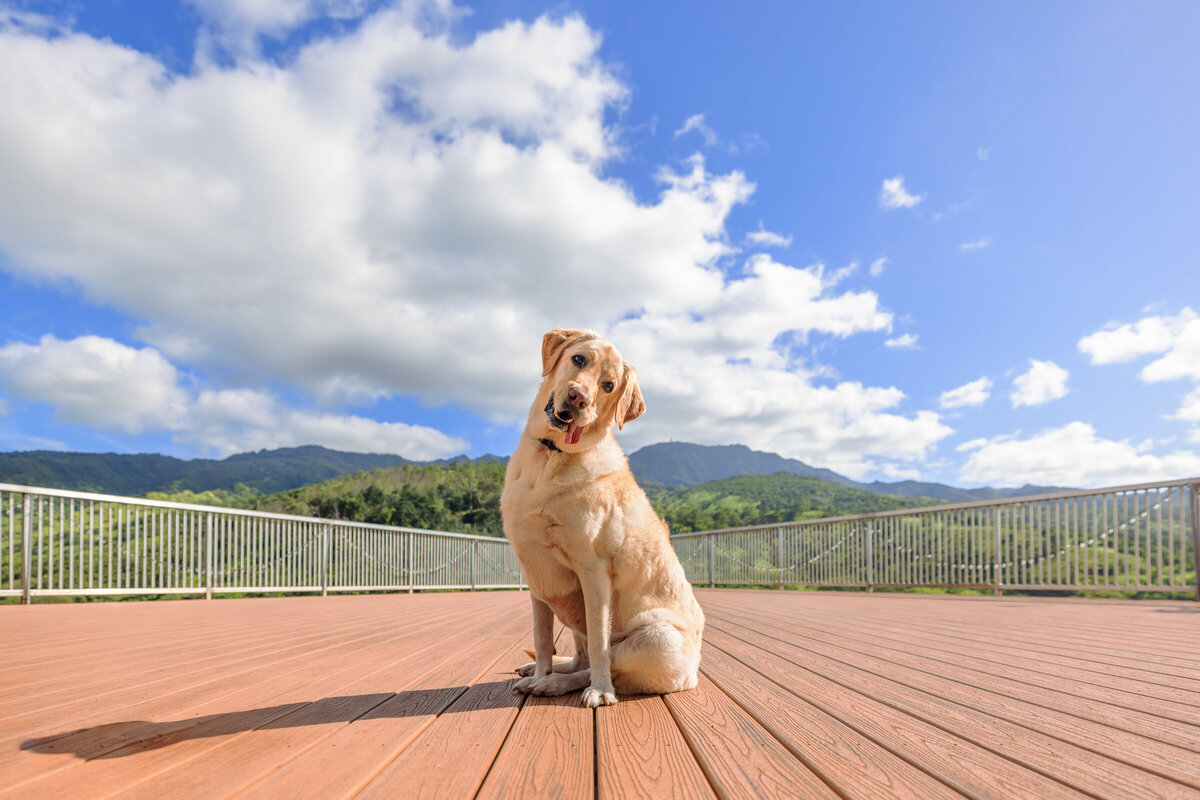 Hawaii Senior Dog Photography-51