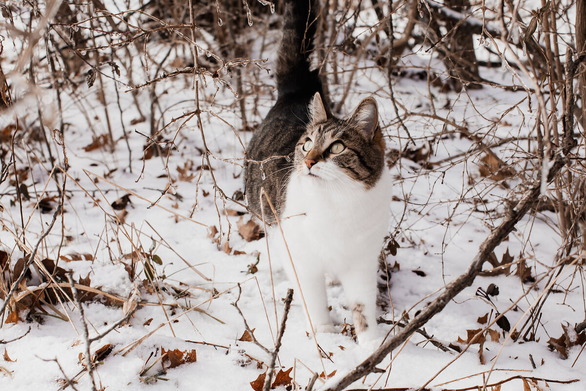 pet_photographer_louisville_ky_tabby_cat_snow